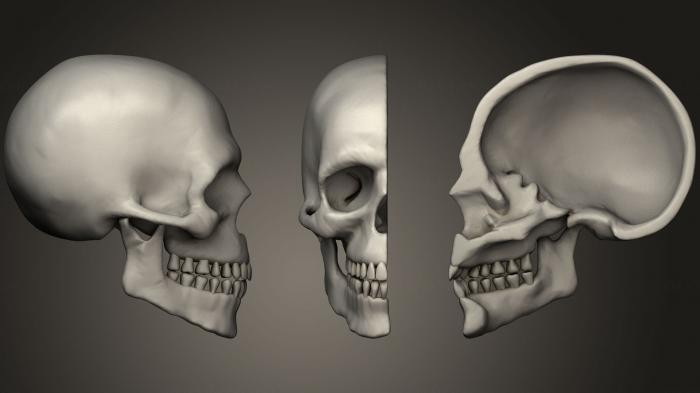 Anatomy of skeletons and skulls (ANTM_0691) 3D model for CNC machine